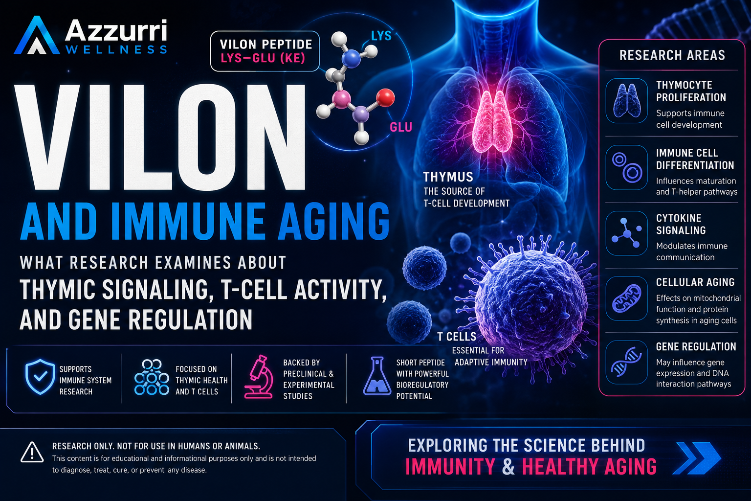 Vilon and Immune Aging: What Research Examines About Thymic Signaling, T-Cell Activity, and Gene Regulation