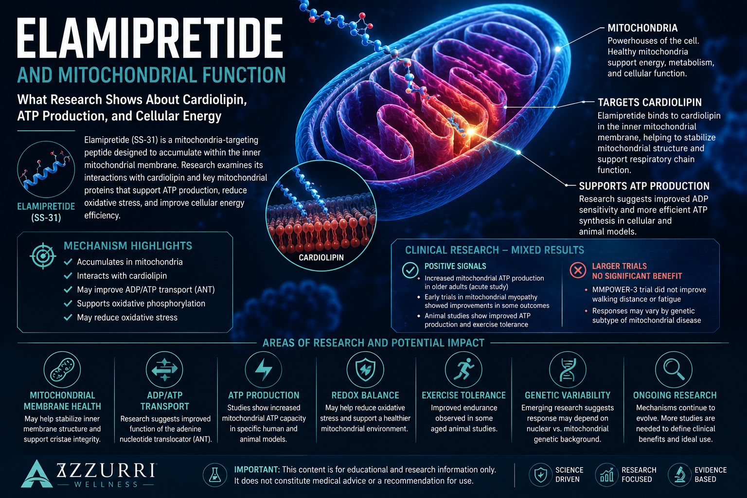 Elamipretide and Mitochondrial Function: What Research Shows About Cardiolipin, ATP Production, and Cellular Energy