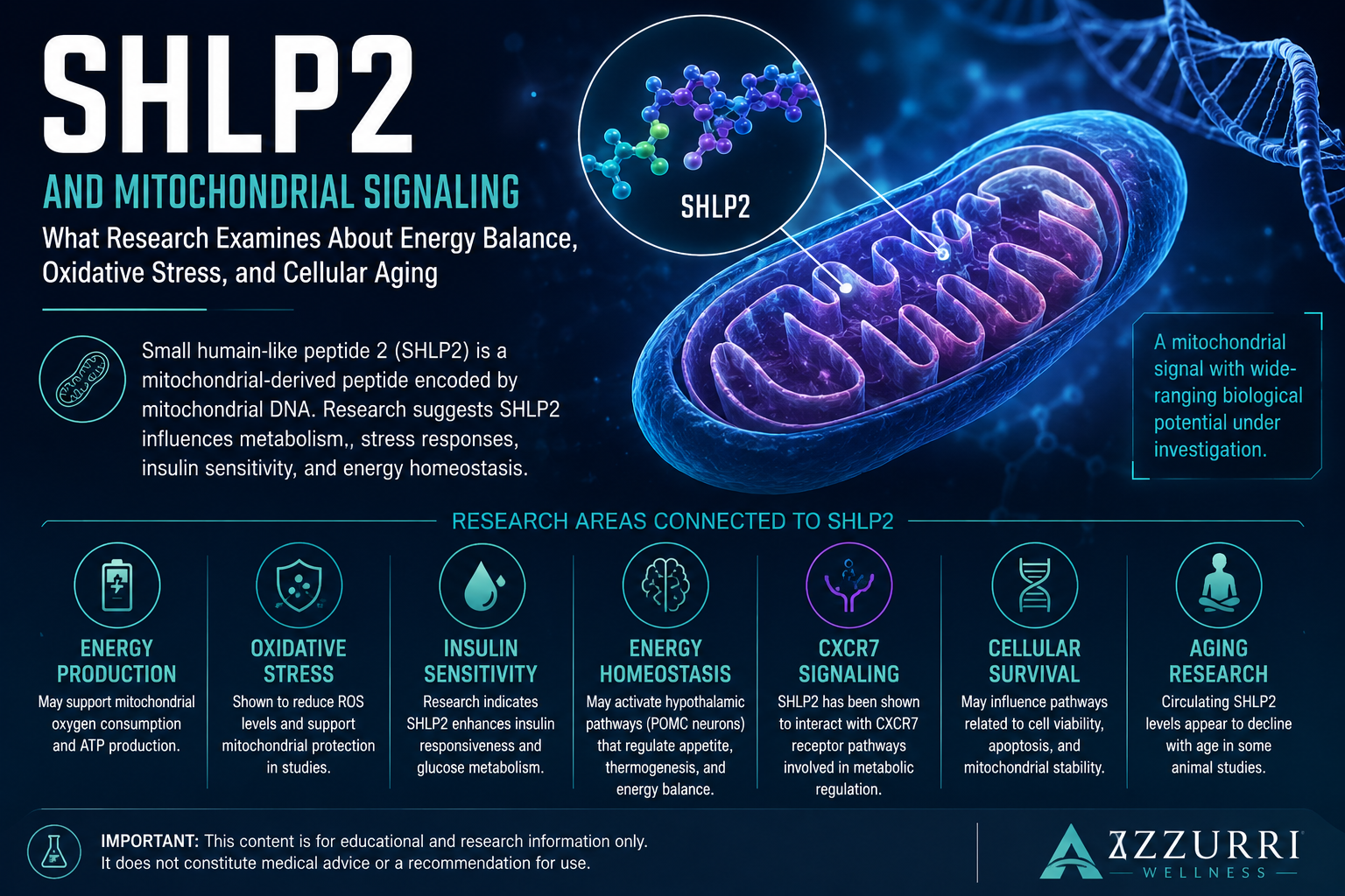 SHLP2 and Mitochondrial Signaling: What Research Examines About Energy Balance, Oxidative Stress, and Cellular Aging
