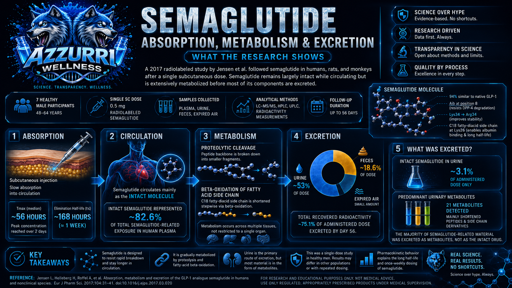 Semaglutide Absorption, Metabolism, and Excretion: What the Research Shows